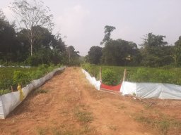 Mirigama Nursery